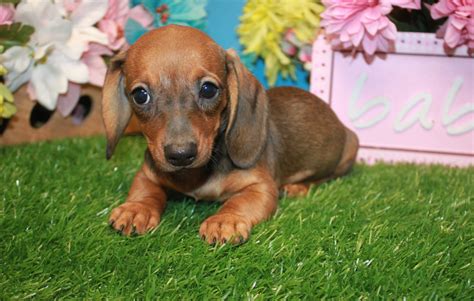 Dachshund Puppies For Sale - Long Island Puppies