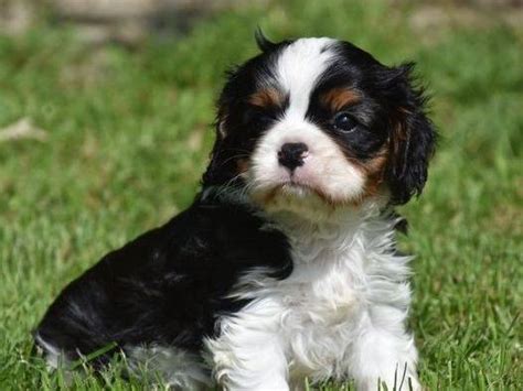 History Dream S Levage De Cavalier King Charles Spaniel Tagnac