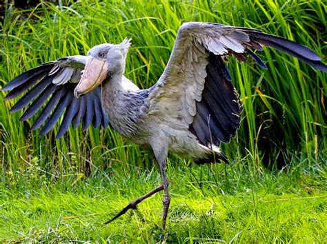 Top 10 Bird Species in Uganda - Bird watching in Uganda Africa