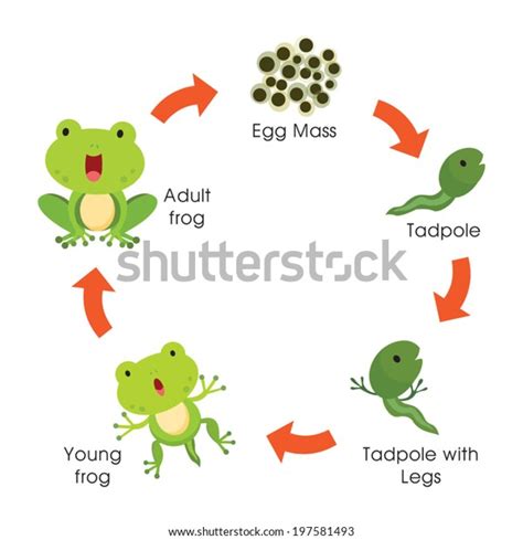 Life Cycle Frog Vector Illustration Labeled Vector De Stoc Royalty Porn Sex Picture