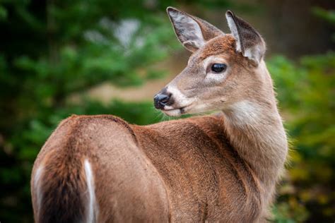 2,700+ White Tailed Baby Deer Stock Photos, Pictures & Royalty-Free ...