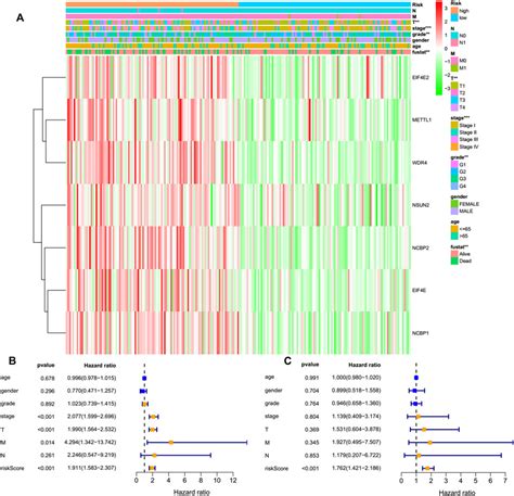 Frontiers The Pattern Of Expression And Prognostic Value Of Key