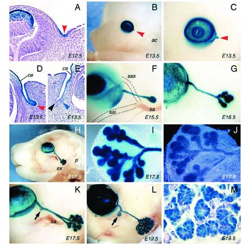 The Morphology Of Lacrimal Gland Development A Section Of The Eye In