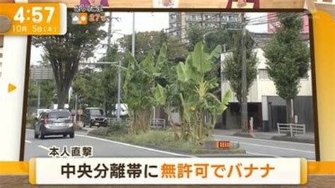 画像福岡市 久留米市 で逆ビッグモーター事案 中央分離帯にバナナが植えられて育てられる まとめダネ