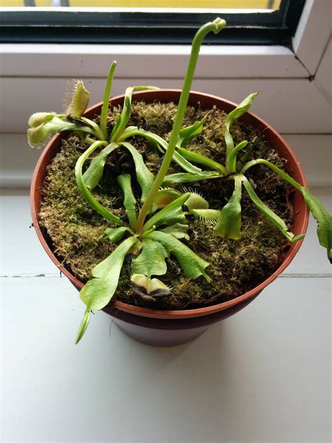 Help My Venus Fly Trap Is Dying And Don T Know How To Fix It Any Ideas Thanks R Gardening