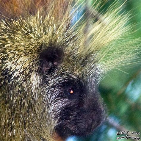 Rocky Mountain National Park Porcupine