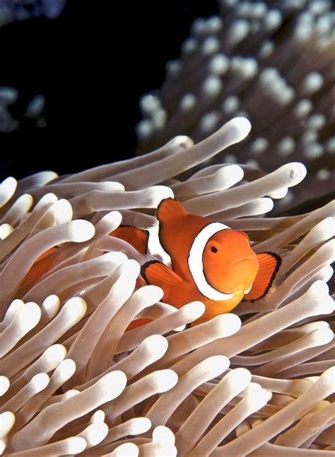 Clownfish Adaptations: How Clownfish Adapt to Their Environment - Avid ...