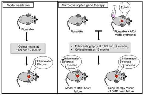 Duchenne Muscular Dystrophy Gene