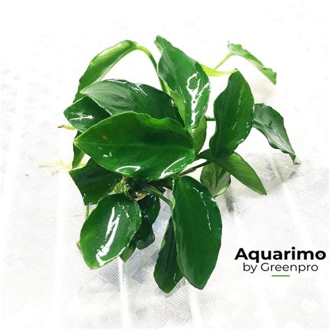 Anubias Nana Long Wavy Loose Freshwater Aquatic Plant Eco Friendly Ada