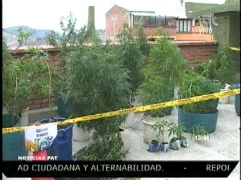 Narcotráfico Incautan cocaína en Potosí plantines de marihuana en La