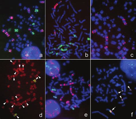 Gene Amplification Demonstrated By Fish Using Commercially Available