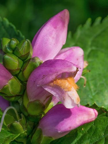 Chelone Lyonii Pink Turtlehead Or Lyon S Turtlehead Flickr