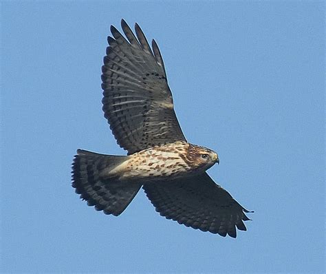 The Flight Of The Broad Winged Hawks The River Reporter