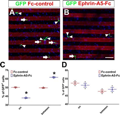 Ephrin A Has A Repulsive Effect On Ascl Expressing Cortical Neurons