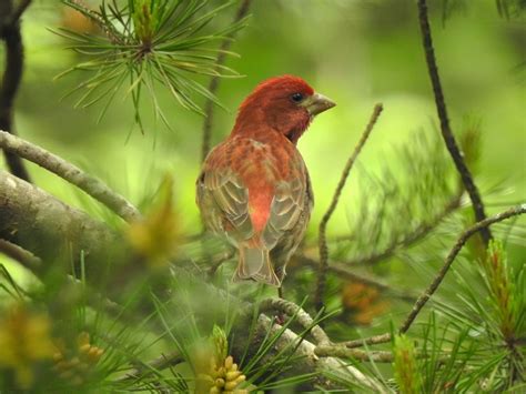 New Hampshire's Avian Emblem: The Purple Finch | Birdie Learning