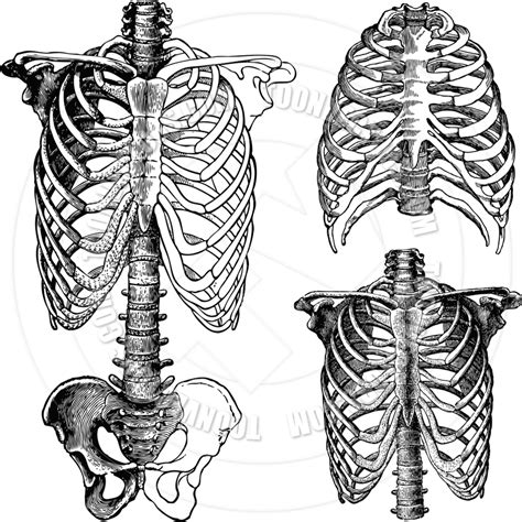 Human Ribs Drawing at GetDrawings | Free download