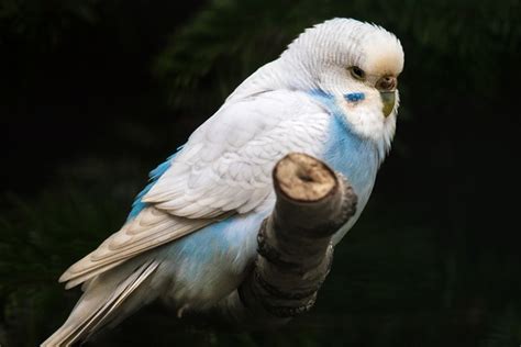 100 000 Free Budgie Bird Budgie Images Pixabay