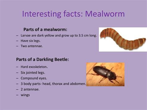 Mealworm Cycle