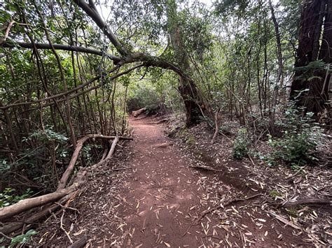 Hiking The ʻaiea Loop Trail On Oʻahu Hawaiʻi — Noahawaii