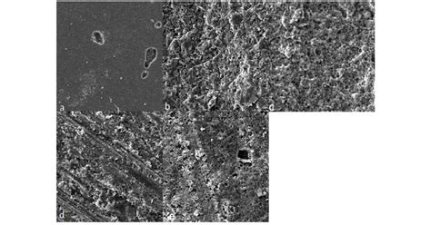 Scanning electron micrographs of the aged resin composite. (a) control ... 