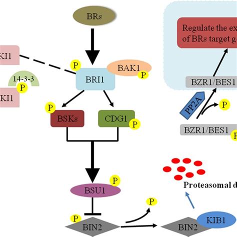 Roles Of Brassinosteroids In Plant Growth And Abiotic Stress Response Request Pdf