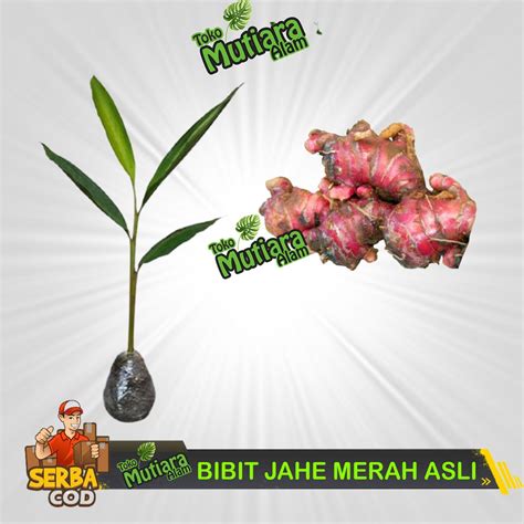 Jual Bibit Jahe Merah Asli Bertunas Siap Tanam Mutiara Alam Shopee