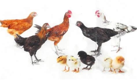 Mengenal Potensi Ternak Ayam Ulu Sebagai Sumber Pangan Unggulan