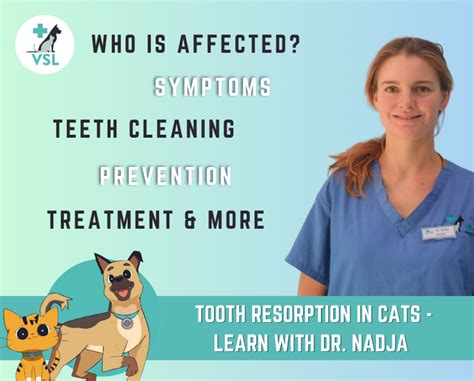 Tooth Resorption in Cats - VSL Veterinary Clinic