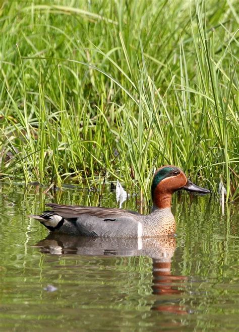 Free picture: green, winged, teal, male, close