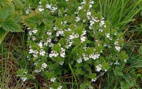 Eyebright | Plant Information | Wild Flower Web