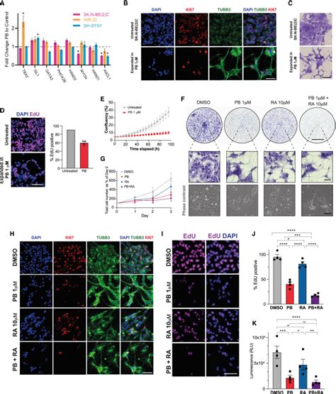 Palbociclib Releases The Latent Differentiation Capacity Of