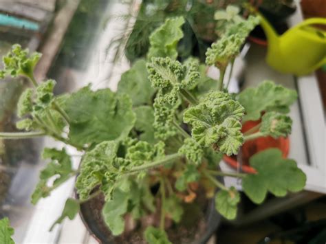 Oak Leaved Geranium From Goffontaine Gare Pepinster Belgi On