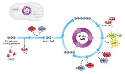 3 Simple Stages In Cellular Respiration And How They Work 911 Weknow