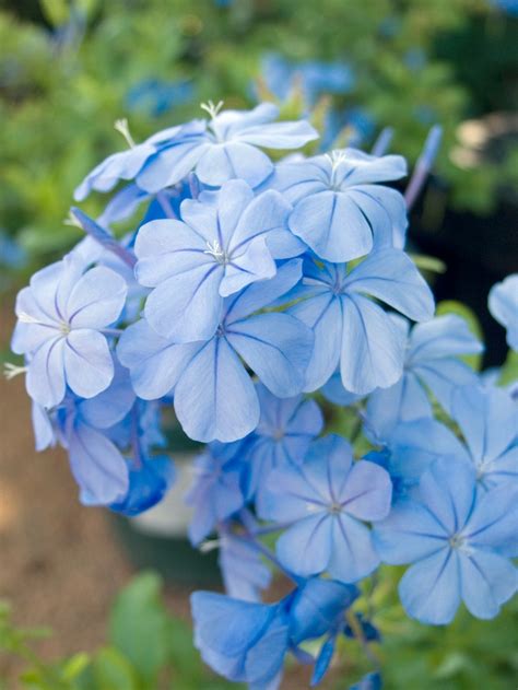 Plumbago auriculata Plumbago | Garden Center Marketing