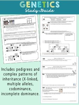 Genetics Study Guide By Biology Roots Tpt