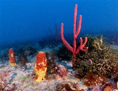 Peixes Marinhos Do Brasil No Snorkeling Desviantes