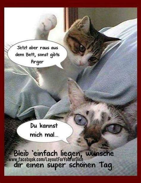 Lustige Katzenbilder Mit Spruechen Kostenlos Ideas In