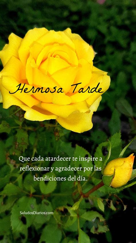 Linda Tarde Amistades Rosa Amarilla Frase Bonita Saludos Diarios