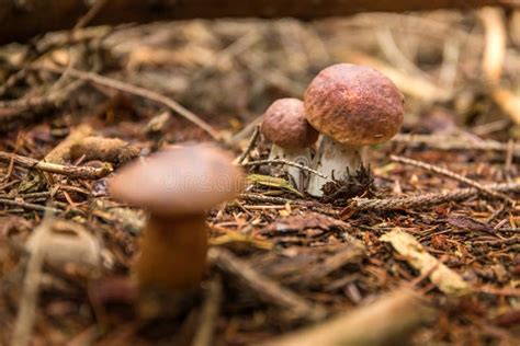 Captura De Pantalla De Un Impresionante Hongo Comestible Boletus Edulis