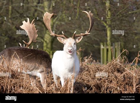 A White Fallow Deer Stag Dama Dama Stock Photo Alamy