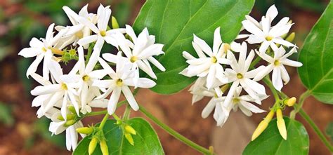 National Flower Of Pakistan, Jasmine – Everything You Need To Know ...