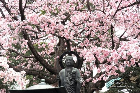 【川口】密蔵院の早咲き安行桜で一足早い春を満喫！（埼玉） 時々、旅に出る