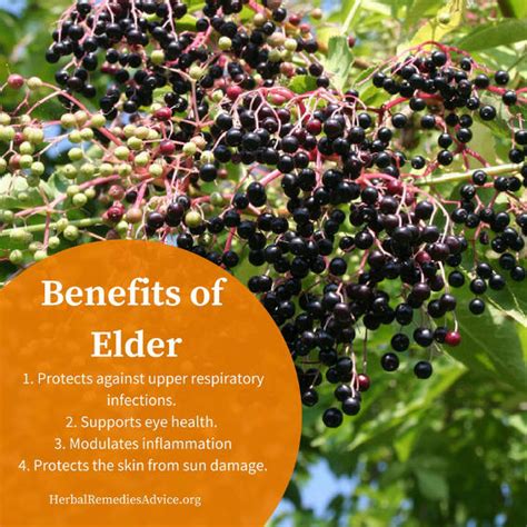 Elderberry Benefits