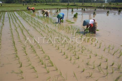 Sistem Tanam Padi Antara Foto