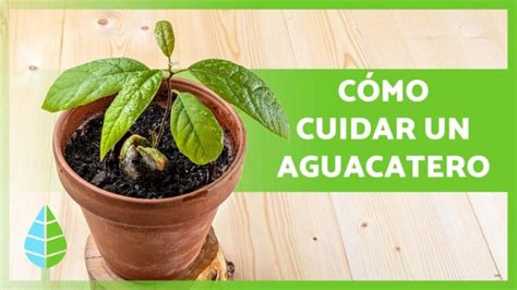 Descubre Las Claves Para Cultivar Aguacate En Casa Tanto Interior