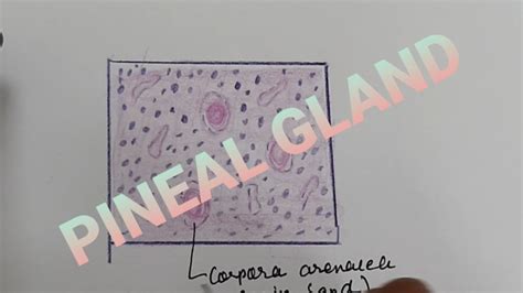 Pineal Gland Histology Explanation With Step By Step Drawing Lecture