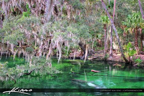 Blue Springs State Park Manatees in River | HDR Photography by Captain Kimo