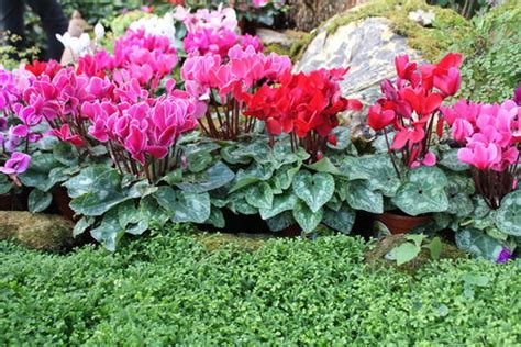 18 Different Types of Cyclamen Varieties | Balcony Garden Web