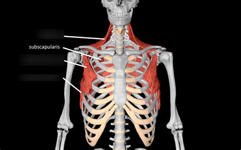 Pectoral Girdle Diagram Quizlet