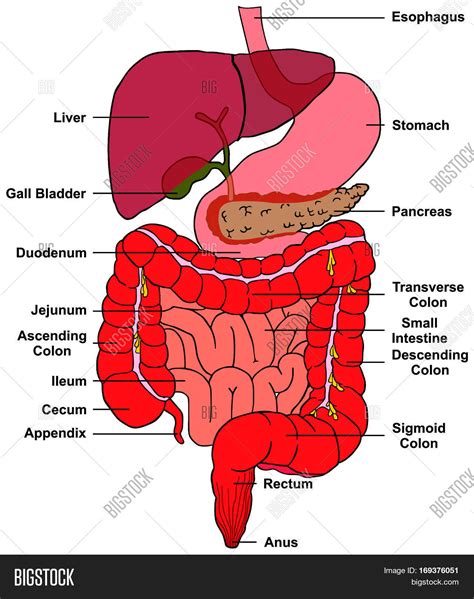 Digestive System Human Image & Photo (Free Trial) | Bigstock